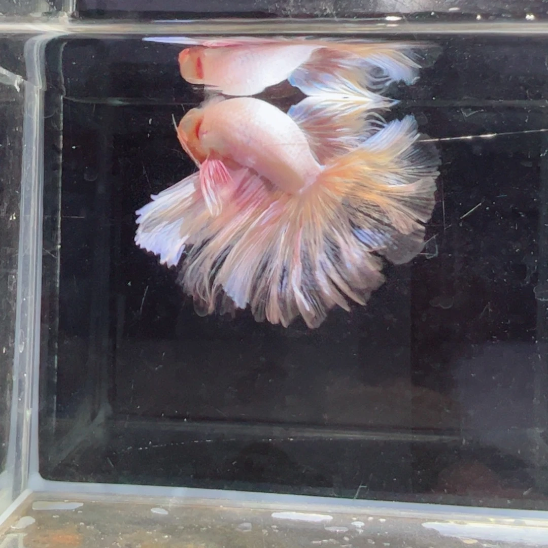 斗鱼浅色特殊尾hhhh