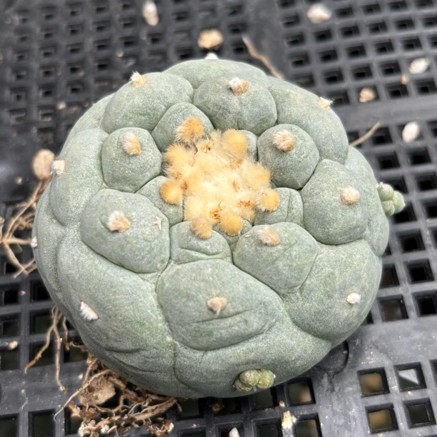 仙人球 有根点 一物一拍 252