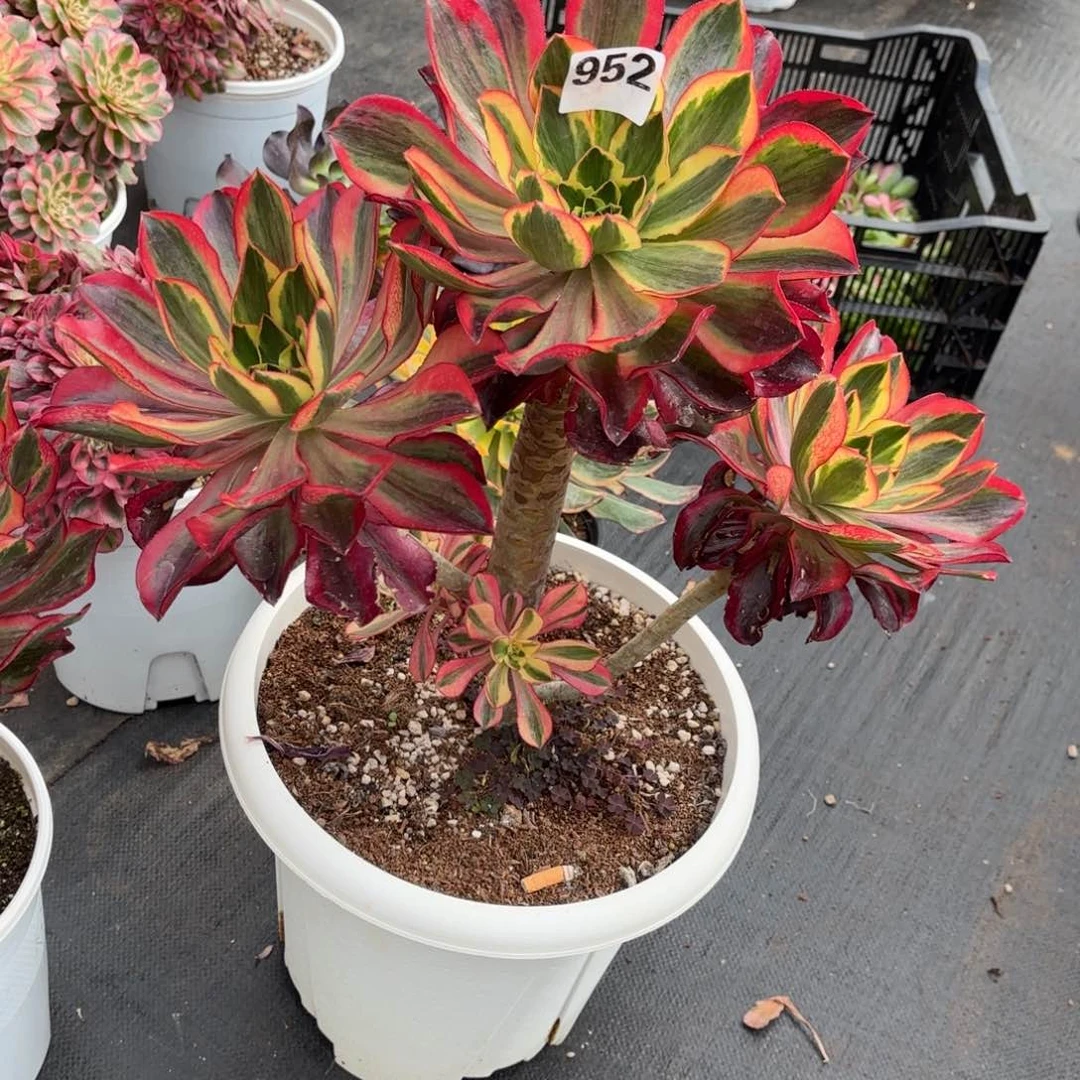 安*魅影952发货，加保温棉