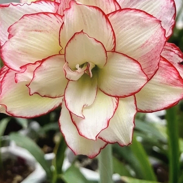 皮皮直径5+基地球