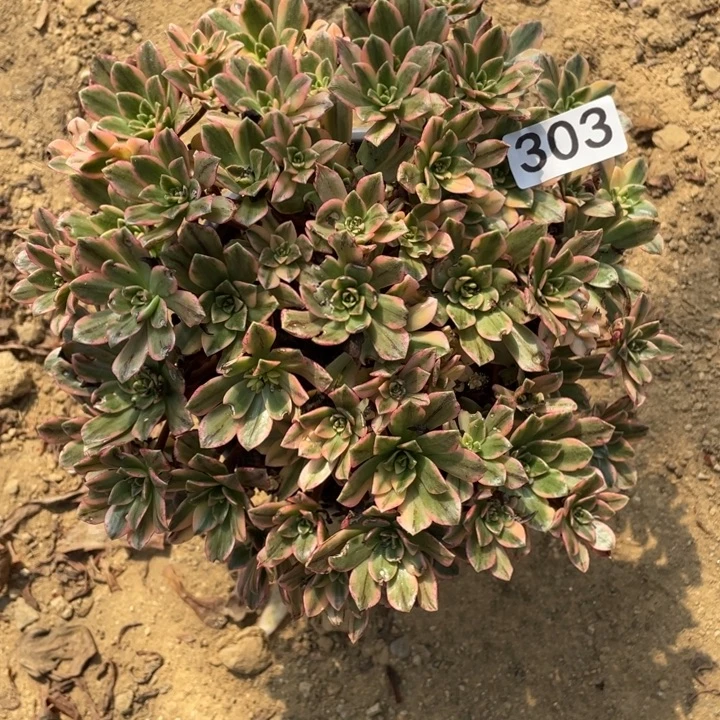 玉***蓉无花朵303多肉植物甜茶