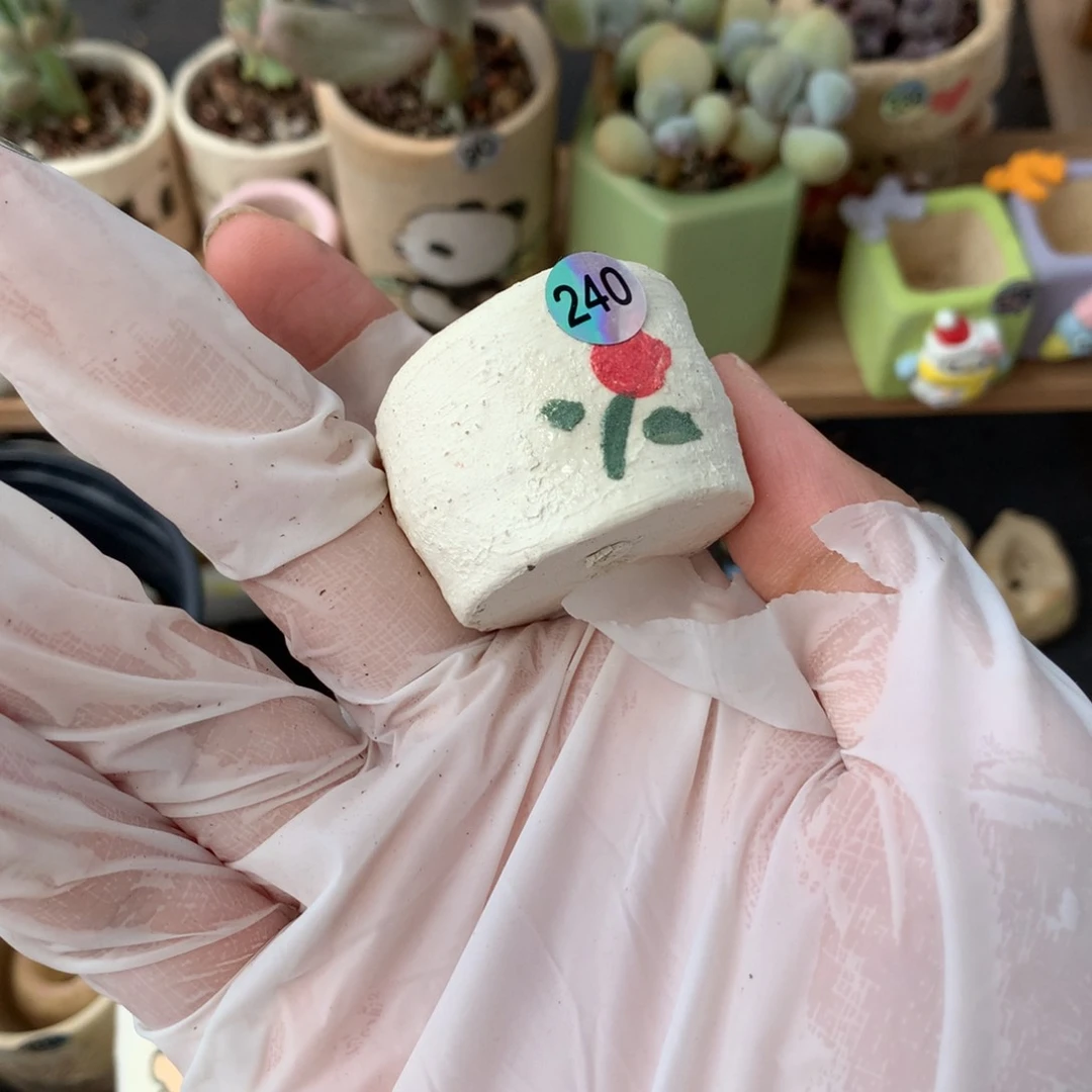 花盆哈哈哈哈哈哈哈