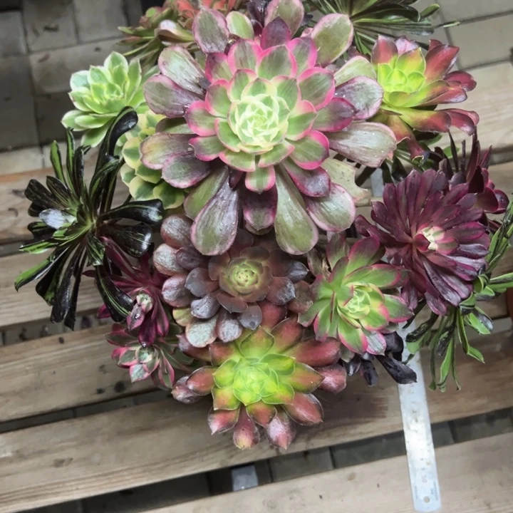 总***代嫁接多肉植物花花