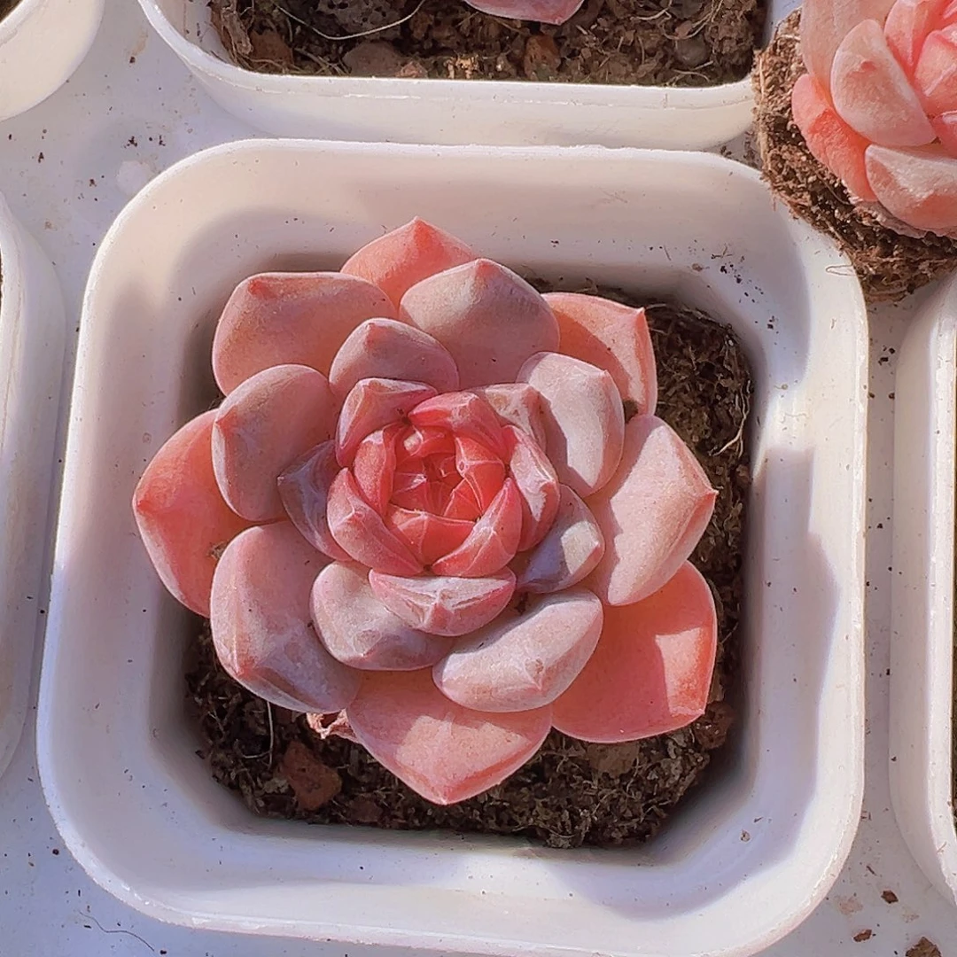 精品冰魄6.5盆9包邮多肉