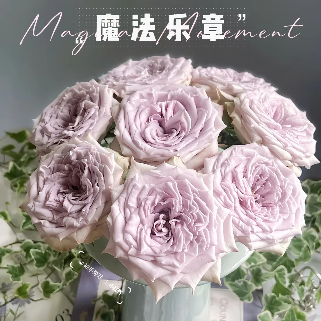 【魔法乐章】玫瑰鲜花/花束 云南鲜花基地直发