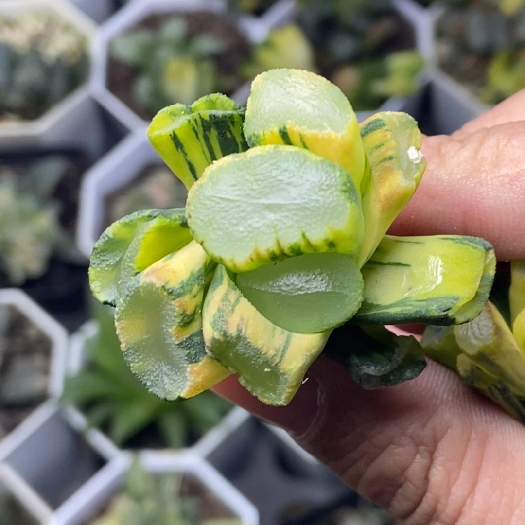 极上斑巨大化紫镜万象锦一物一拍