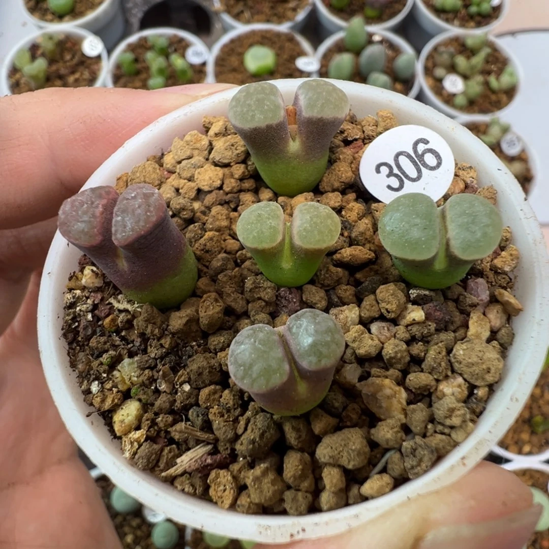 班克雪花磁铁一颗脱土3060000