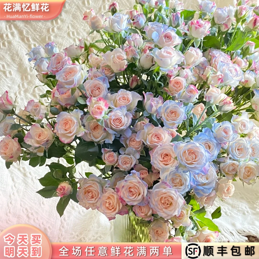 次日达 -【碎冰蓝折射泡泡】5枝多头玫瑰鲜花鲜切花家居用花发两单升级顺丰包邮三单送随机花瓶今天拍明天到aa