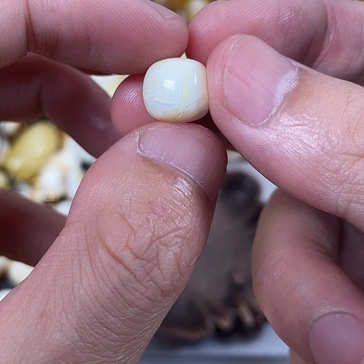 琥珀未镶嵌裸石我