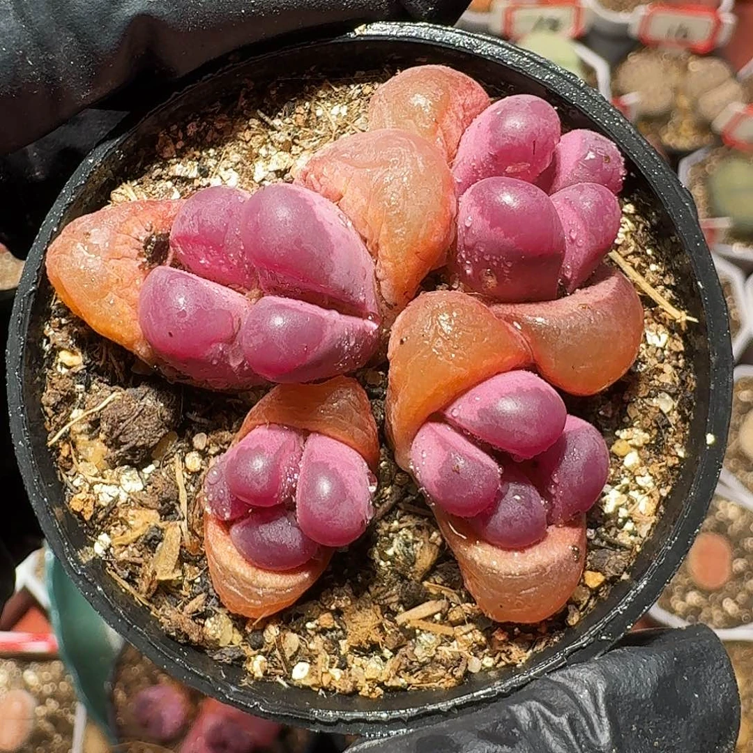 水*生石花等11111111。  180