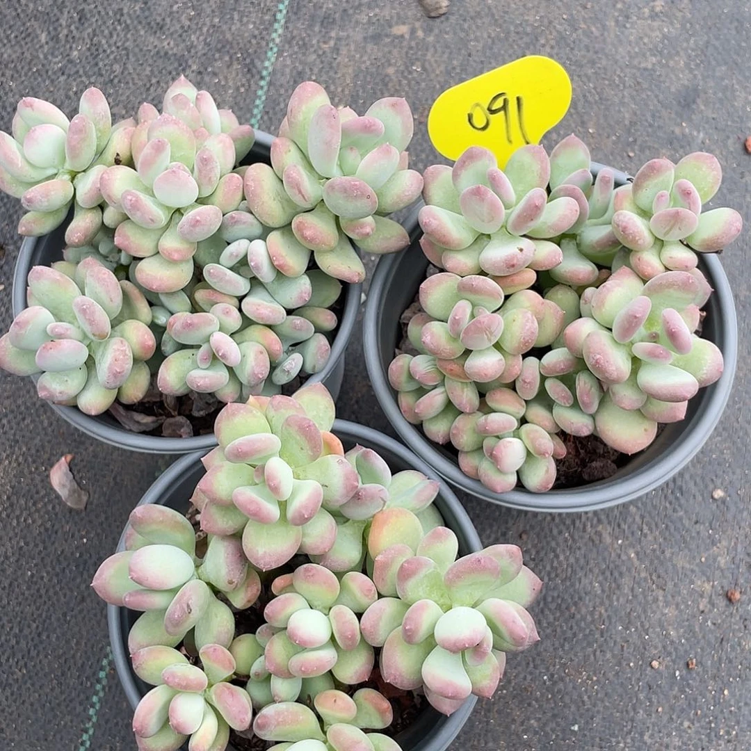 三盆三日月美人多肉植物群生091