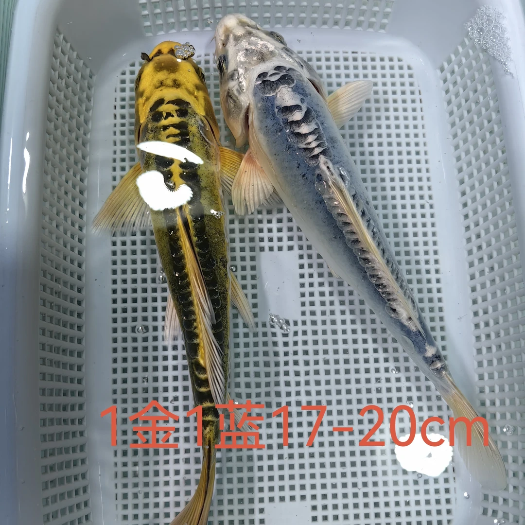 （八）1条蓝龙1条金龙18-20公分锦鲤鱼