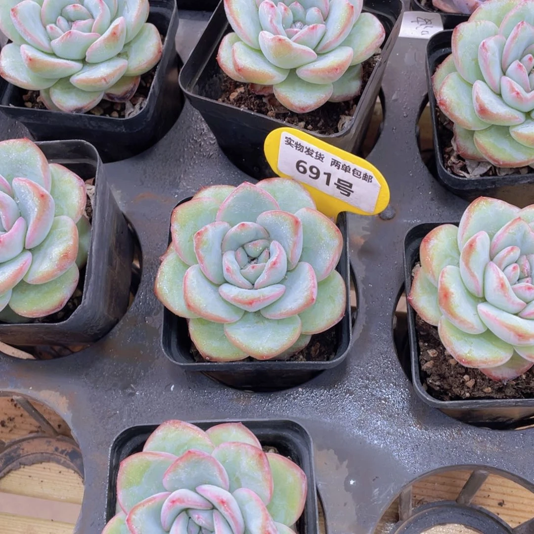 691号 老桩草莓泡芙单头一个