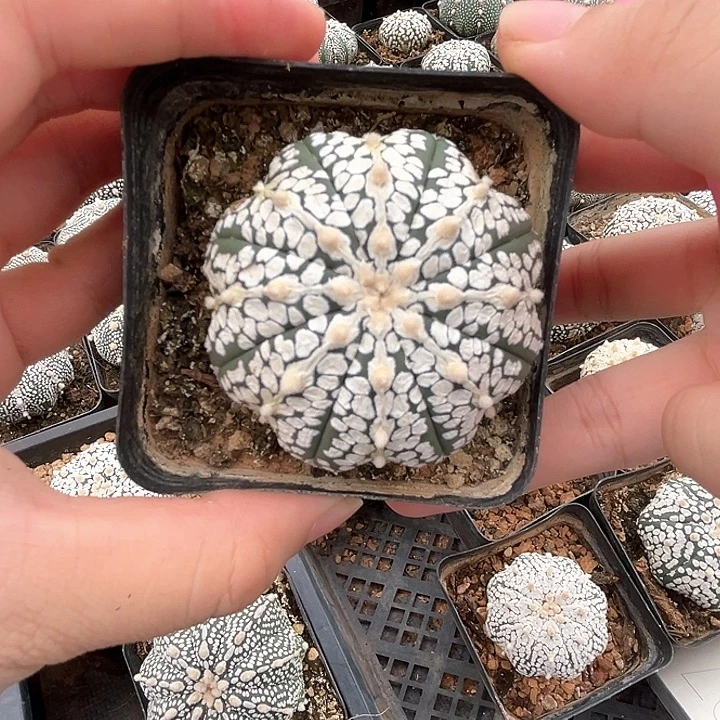 连线海星超兜5.2cm一物一拍