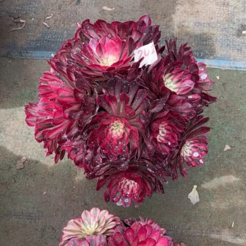 A****）202铜壶锦朵朵多肉，