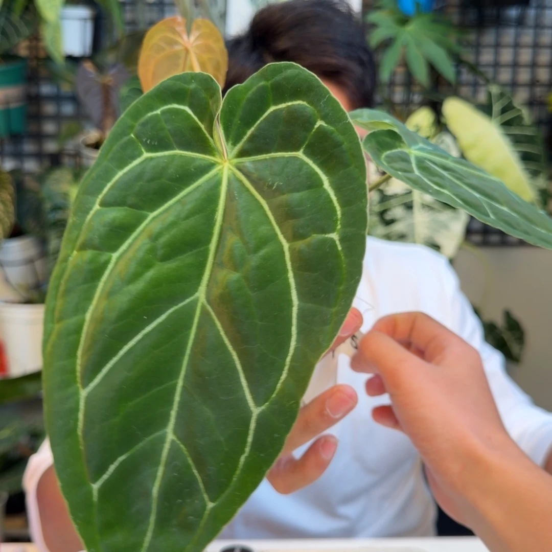 完全开放P151papi杂黑丝绒