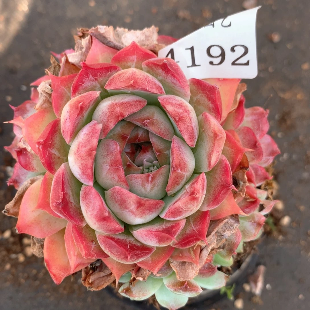 4192杂交多肉植物