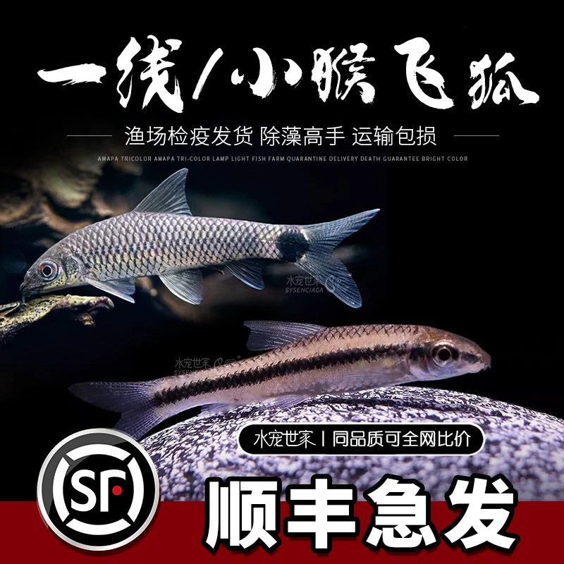小猴飞狐鱼除藻淡水一线飞狐观赏鱼活体专清丝藻刚毛藻克星工具鱼