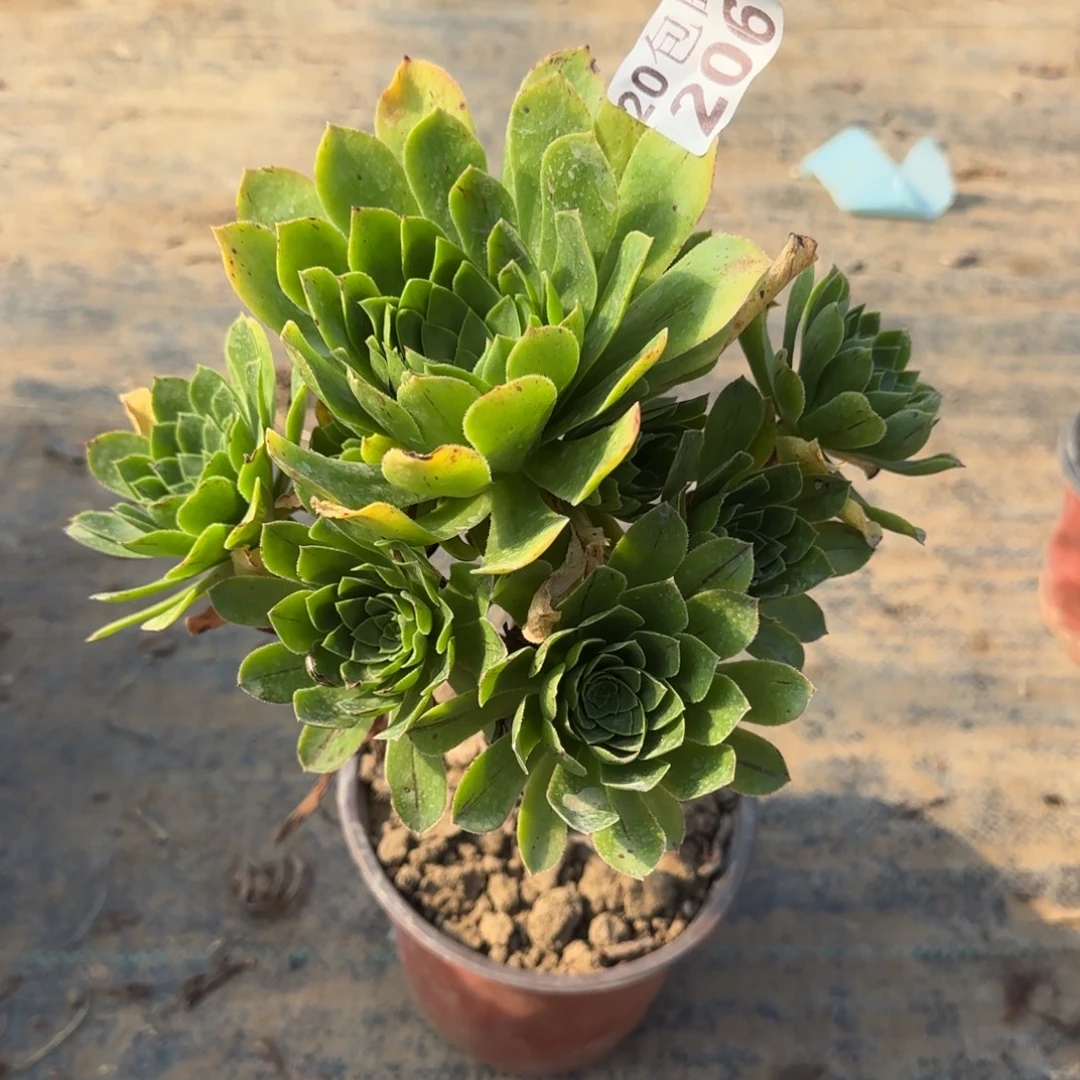 木法沙206满20包邮断枝不包