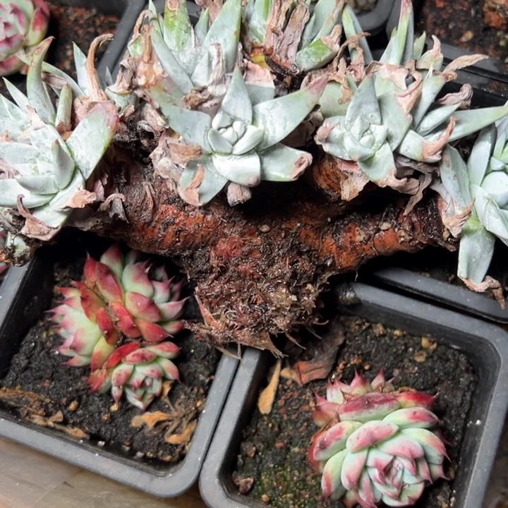 蜕*?807哈哈哈哈哈哈哈哈哈多肉