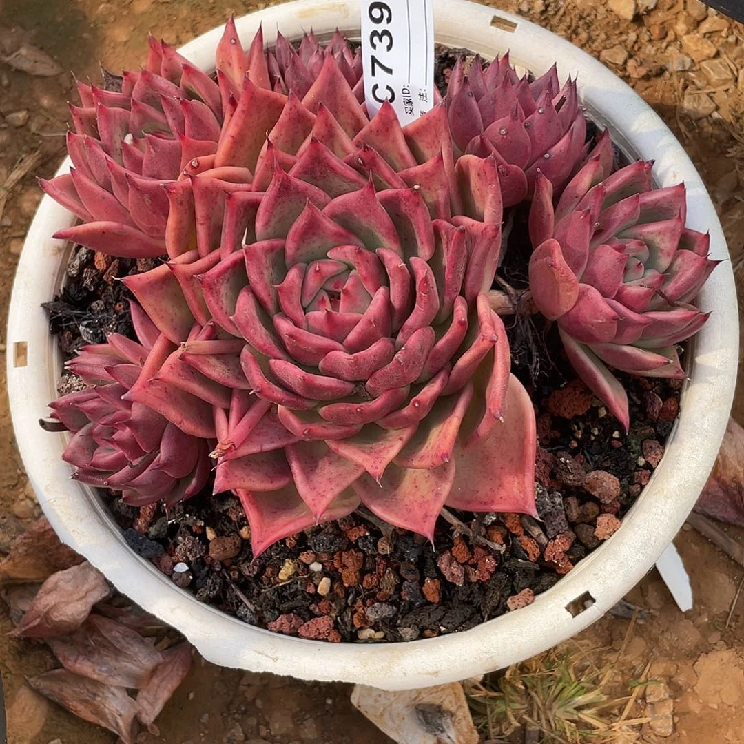 若如东云单拍C739