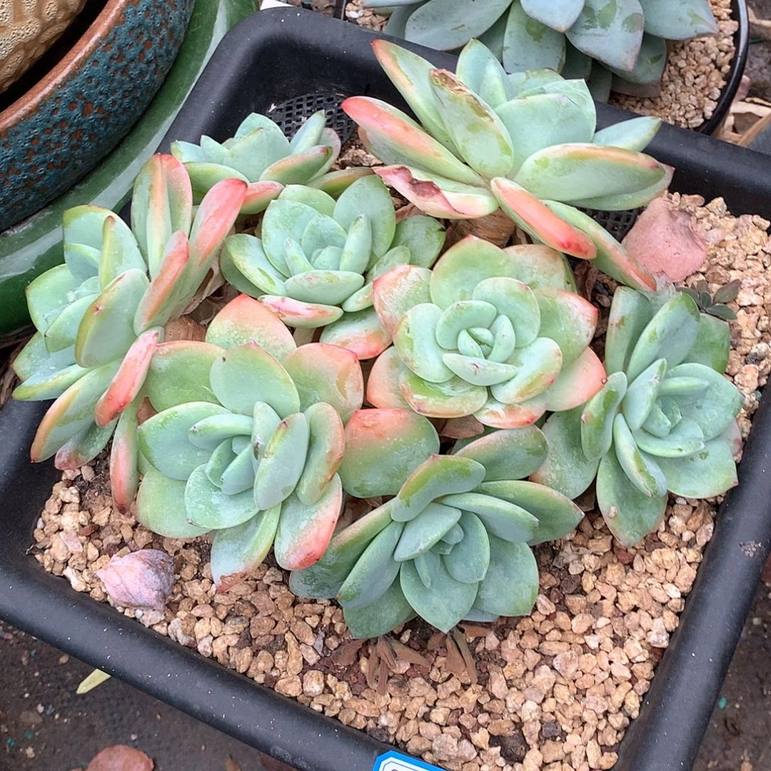 398柚子茶 一物一拍多肉