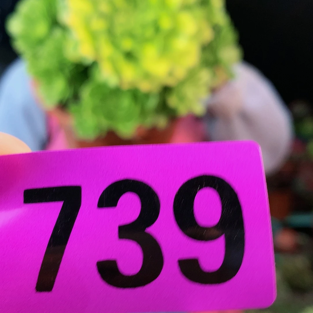 sssssssssssssssssssssss739