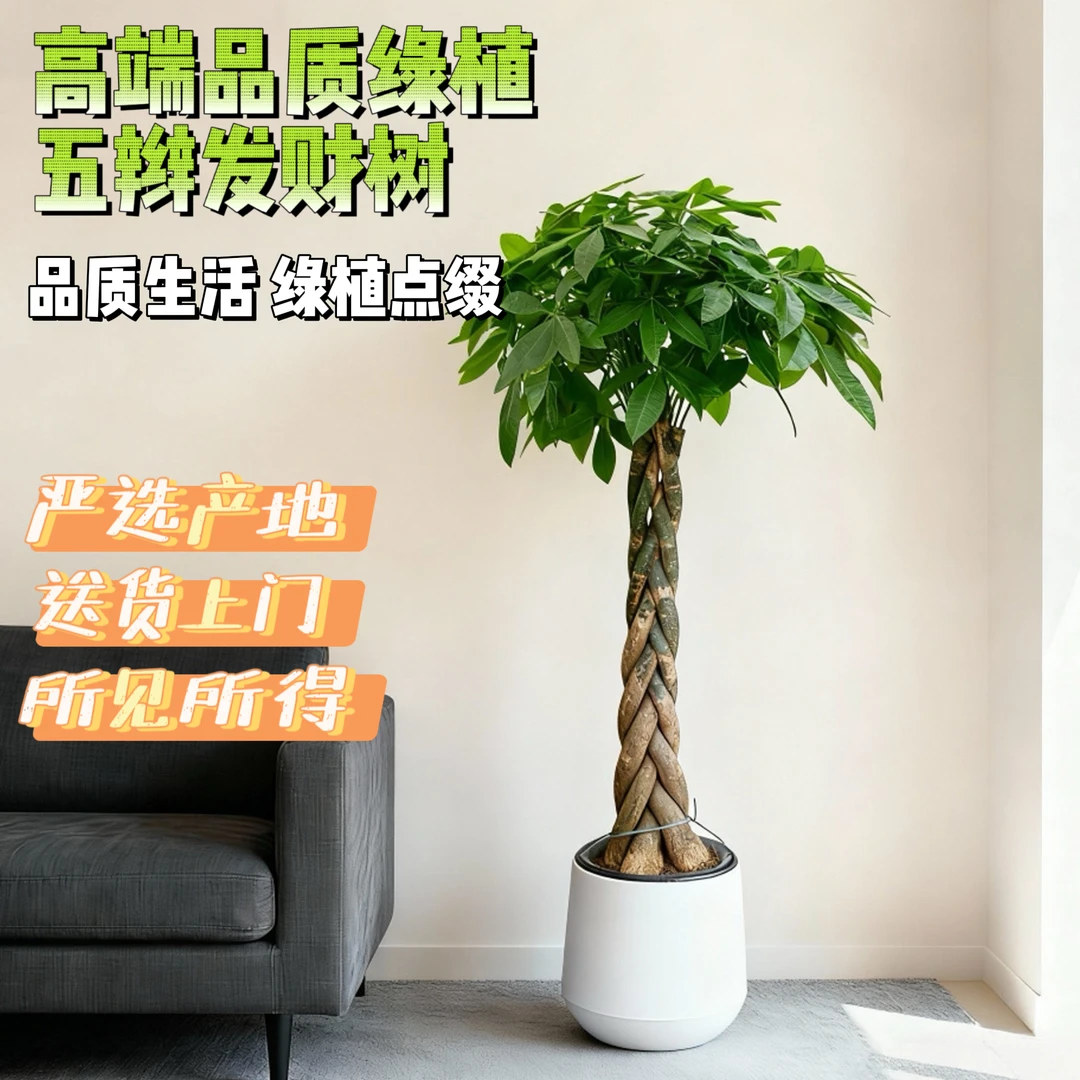 高端网红绿植五辫发财树