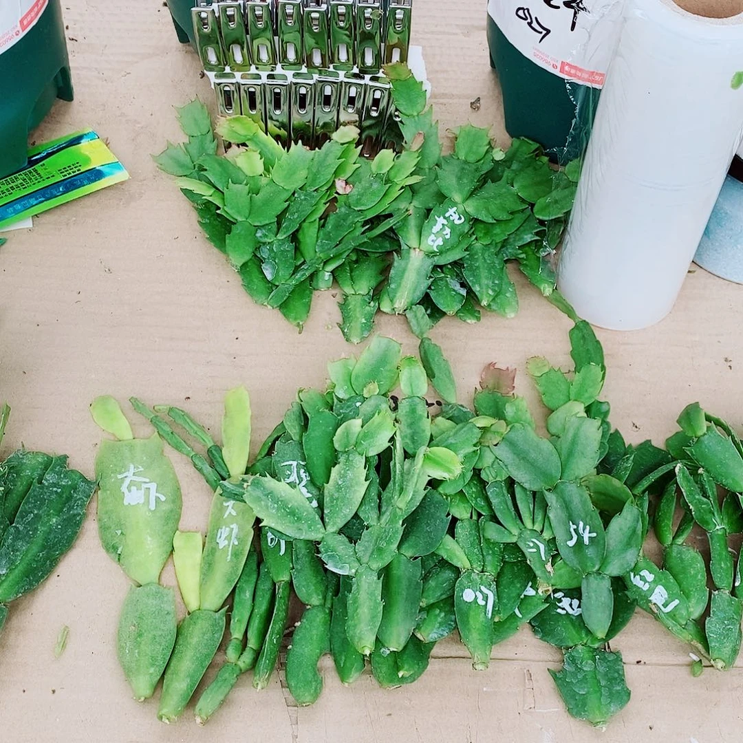 幸***笑无花朵叶片福利一物一拍