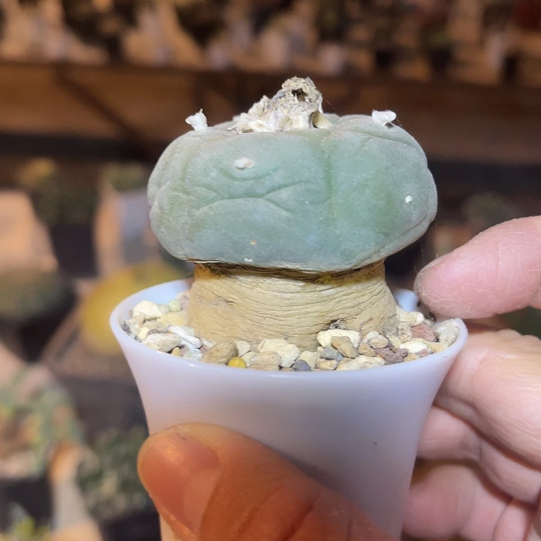 日系银鱼萝卜根一物一拍