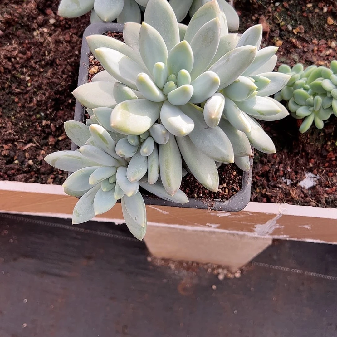 【闪购商品】哥特大四头