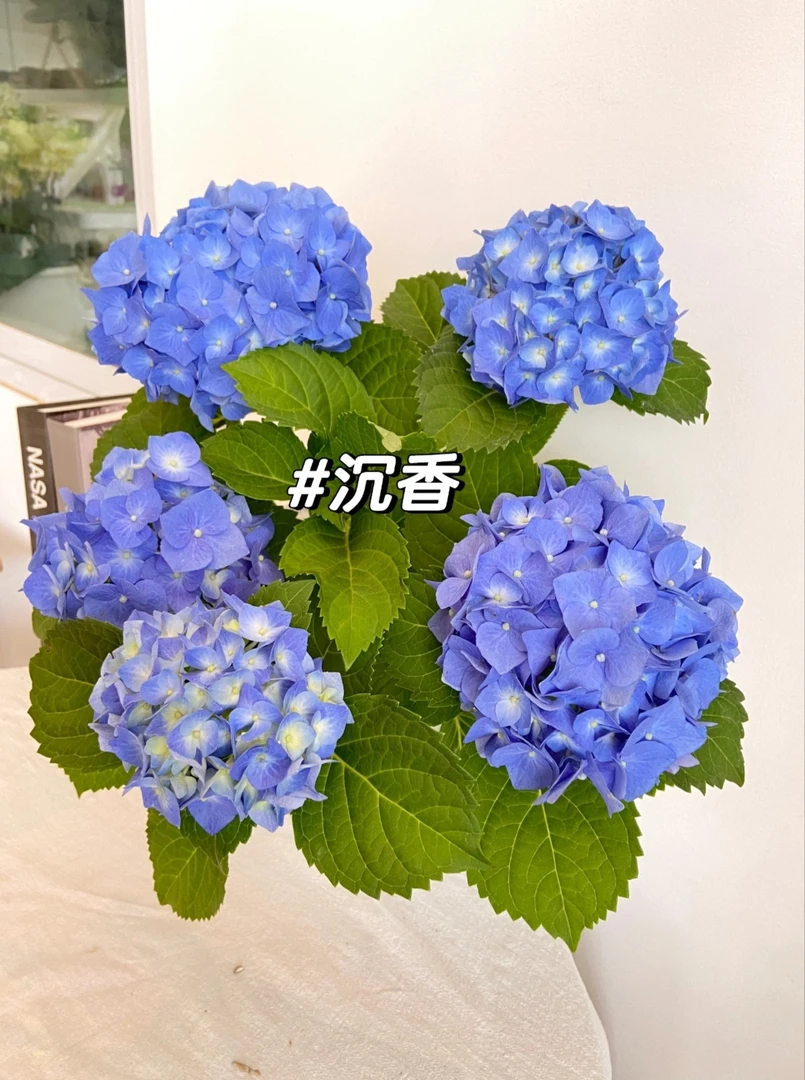 【沉香绣球老桩1.5加仑3A】带花带花苞大花球好养绣球花