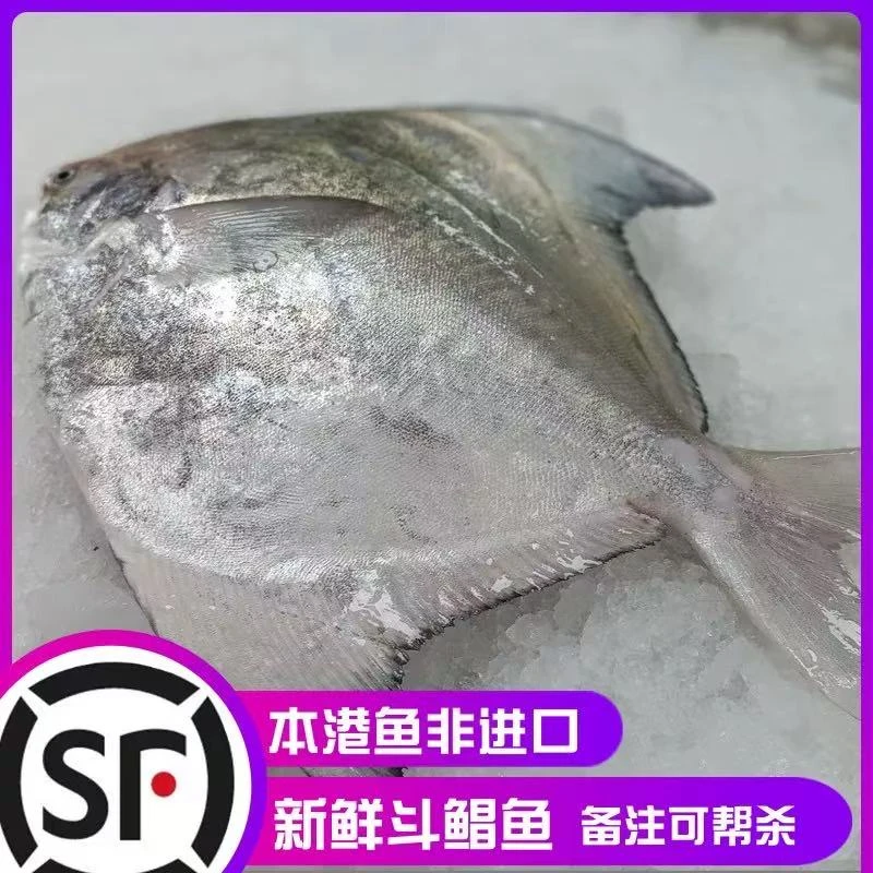 东山岛深海大斗鲳鱼野生特大鲳鱼海鱼金鲳鱼平鱼银鱼白鲳鳊鱼冰鲜