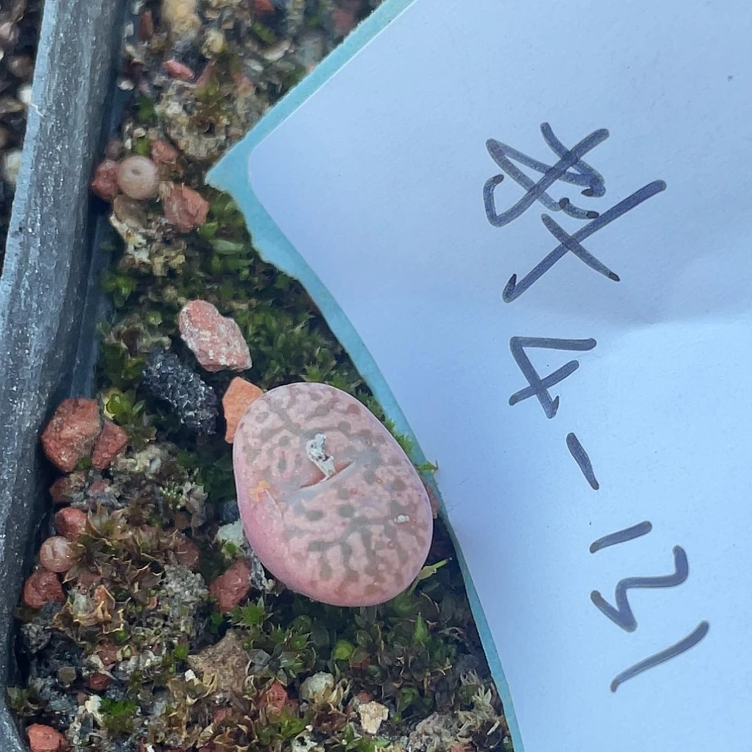 4-131鸟多肉植物