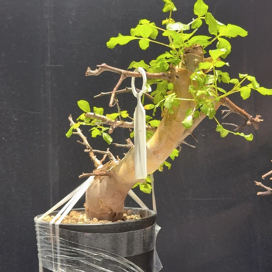 吃***饺马萨比特橄榄寄养