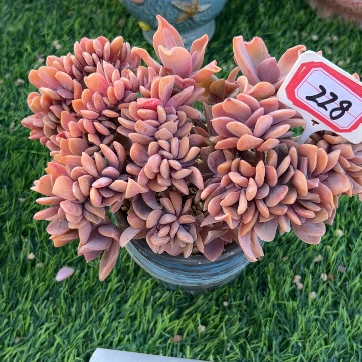 风****A228贺士缀化一物一拍38