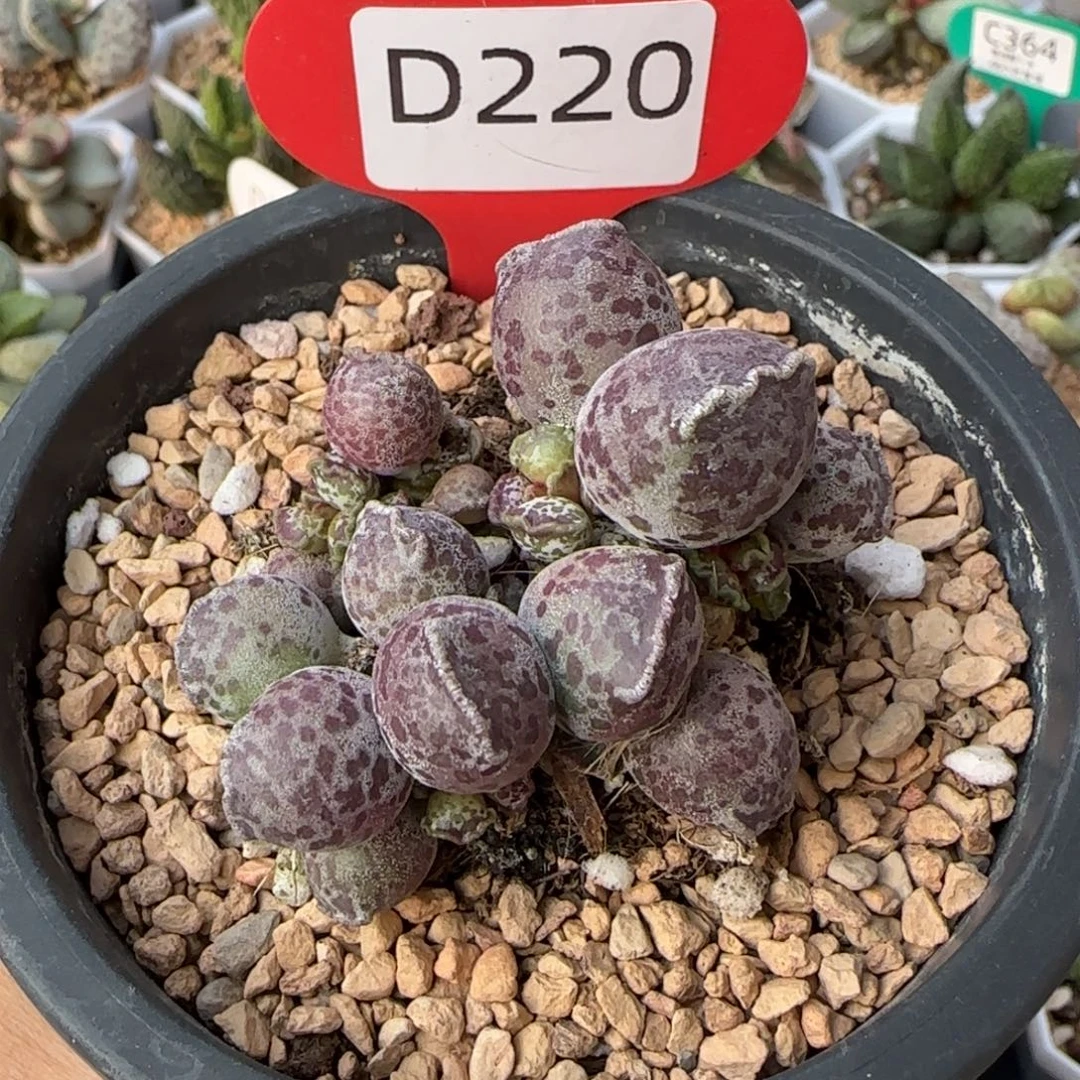 达摩海豹9厘米盆口。  220。