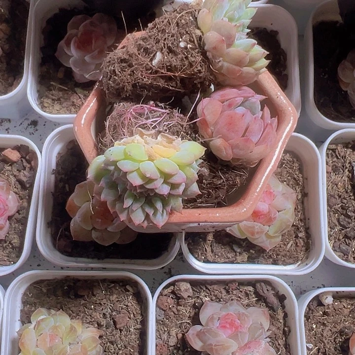 ?***甜缀化多肉植物大战