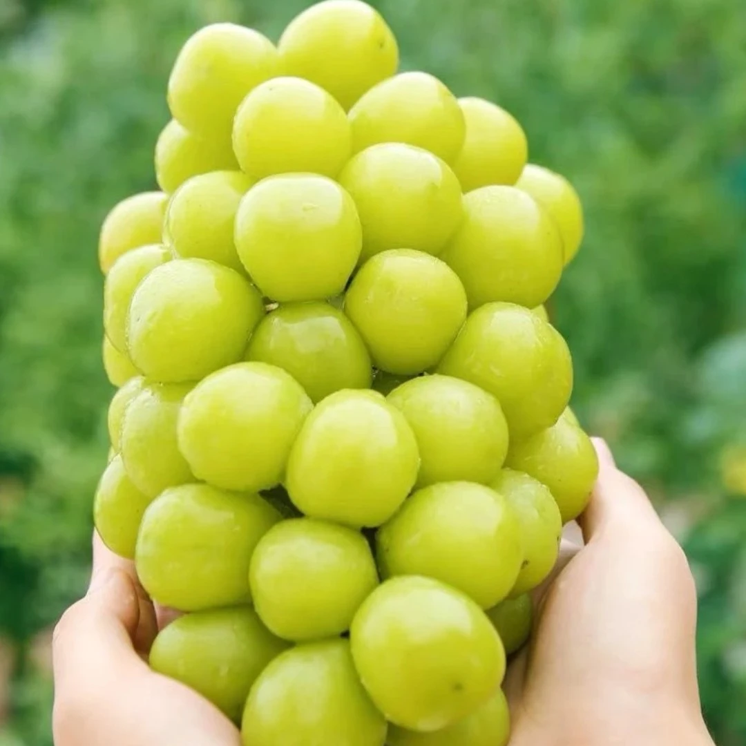 【平台推荐】云南金标阳光玫瑰晴王葡萄应季水果g新鲜云南省
