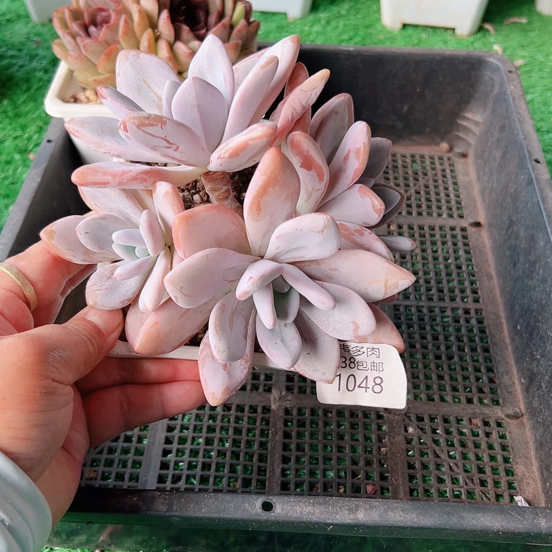 多肉一物一拍植物1048
