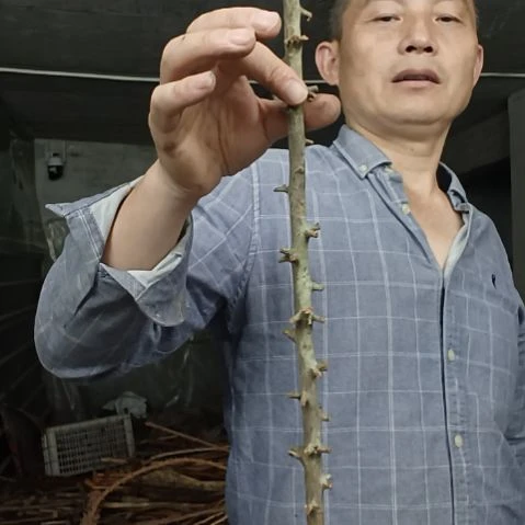 稳定木顺**水高山 檬子木文玩料