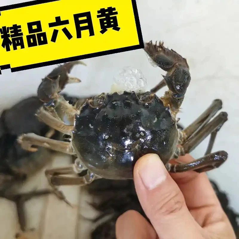 【活蟹】六月黄河蟹公母搭配1.2两-1.5两2斤送调料一包