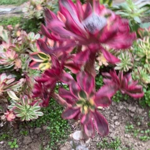 宝***?89嫁接烈焰满25包邮多肉