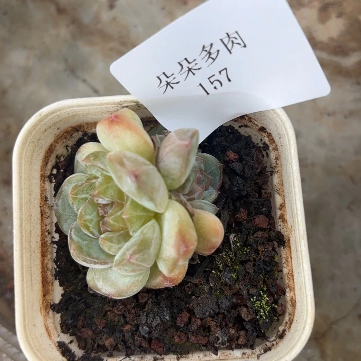 战后157呀呀呀呀呀啊呀呀呀呀呀呀呀