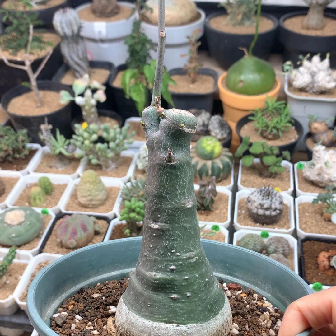 实生幻蝶蔓6.1cm带盆