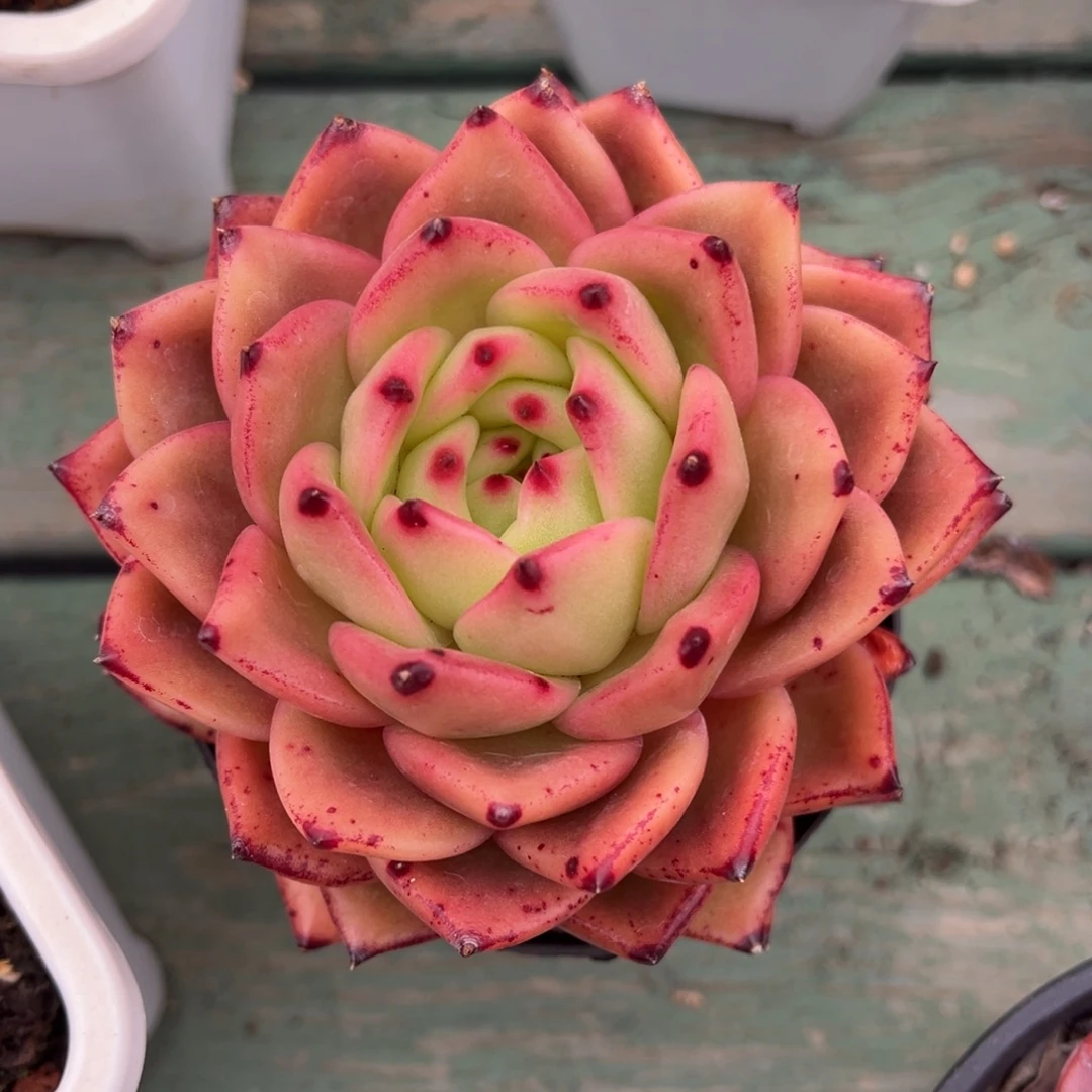 红珍珠美肉多肉植物