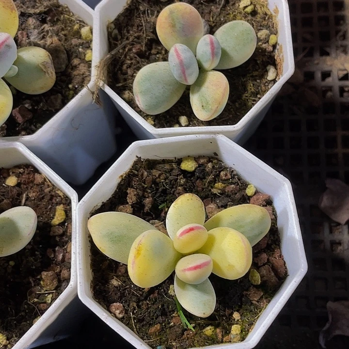 乒乓锦八角盆带盆