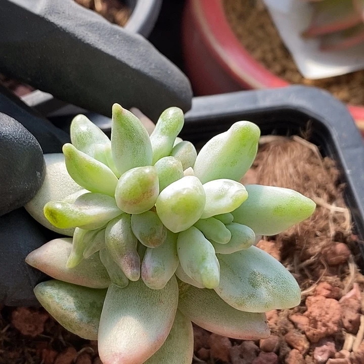 所罗门锦变异多肉植物