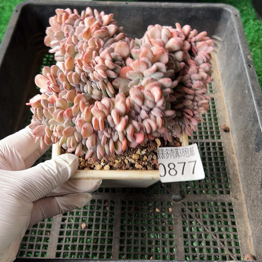 无花朵多肉一物一拍植物0877