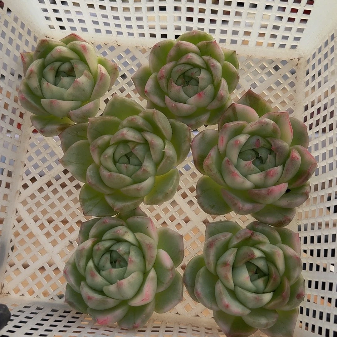 1111-46青草蛋糕锦头盖量拍